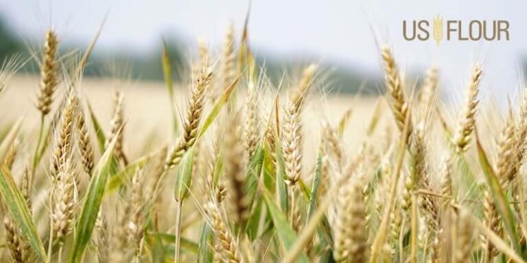 Facts You Don't Know About Vital Wheat Gluten