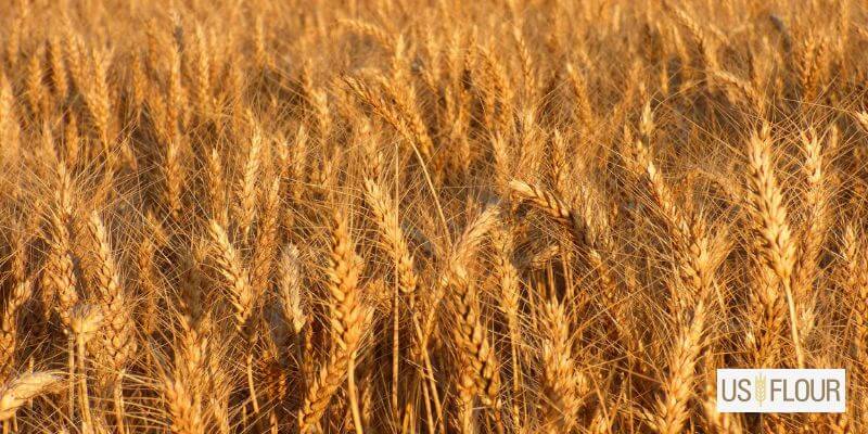 What is durum wheat